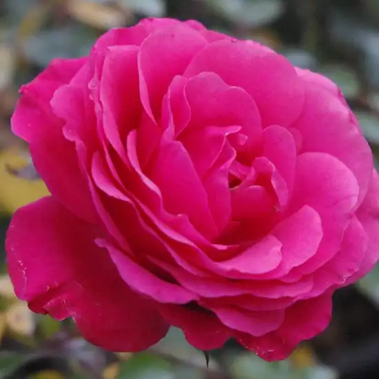 25-50 cm - Trandafiri - Rózsaszín - 